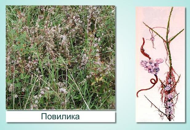 В партии клевера лугового выявлена повилика