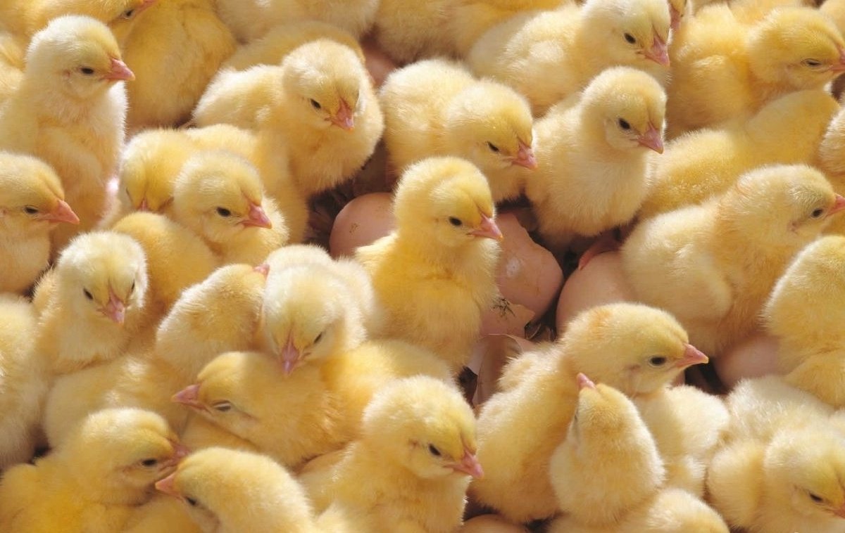 Лабораторией  в продукции, исследуемой в рамках исполнения государственного задания,  выявлен кокцидиостатик