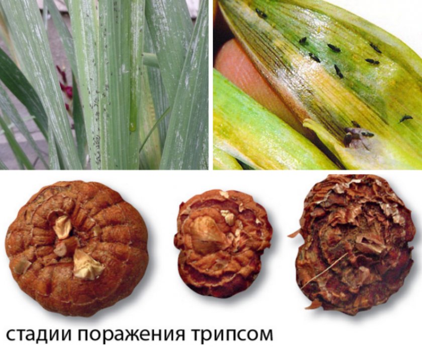 Гладиолусовый трипс выявлен в ходе исследований луковиц декоративных культур
